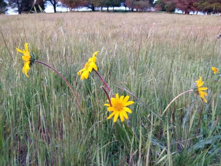 Wyethia 3