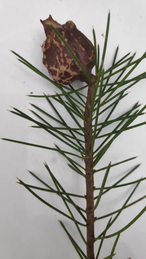 Hakea sericea 5