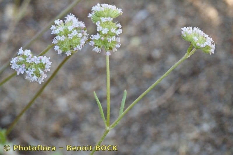 Valerianella coronata 22