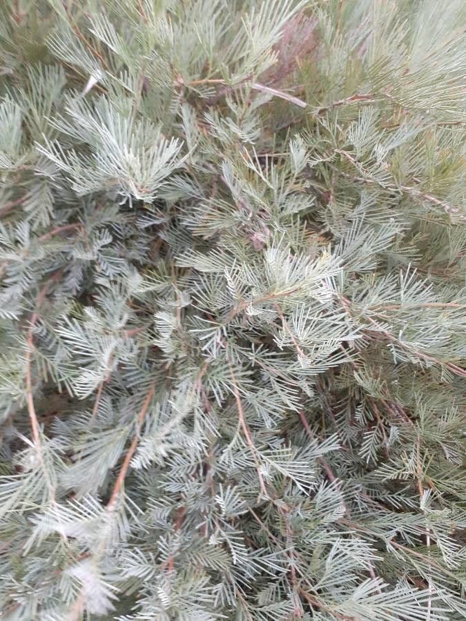 Grevillea