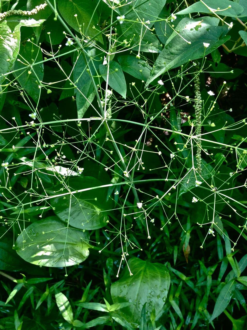 Alisma subcordatum 9