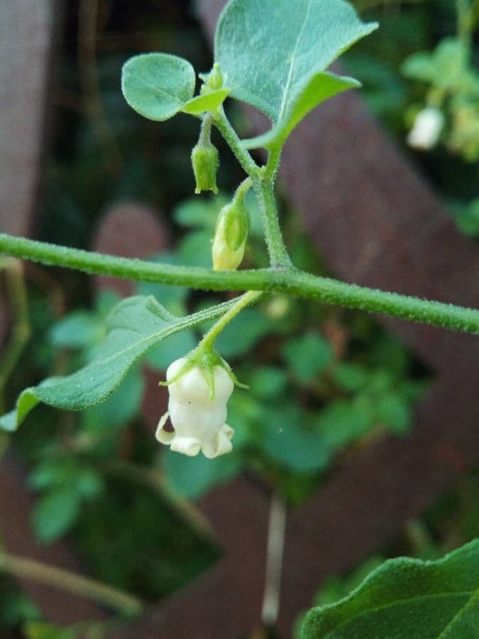 Salpichroa origanifolia 9