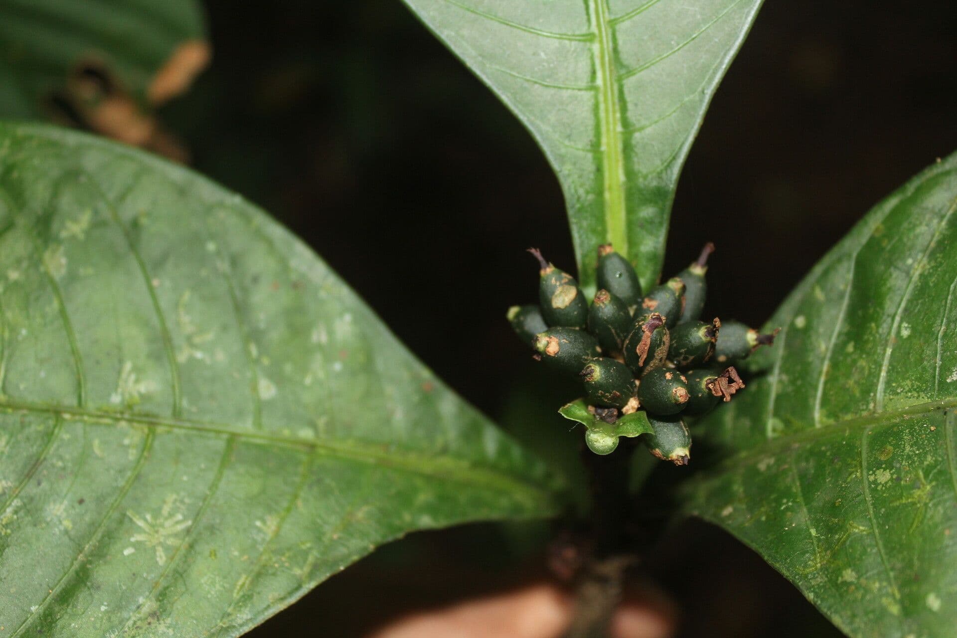 Amphidasya 4
