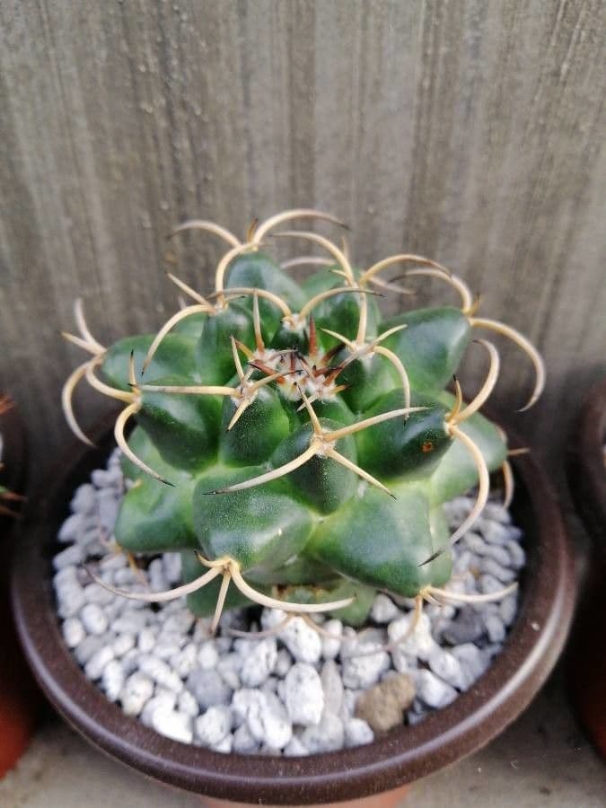 Cactus del mento 9