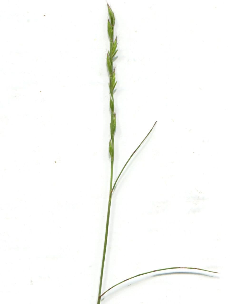 Festuca di Lachenal 10