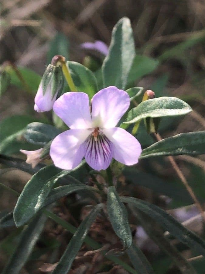 Violette arborescente 6