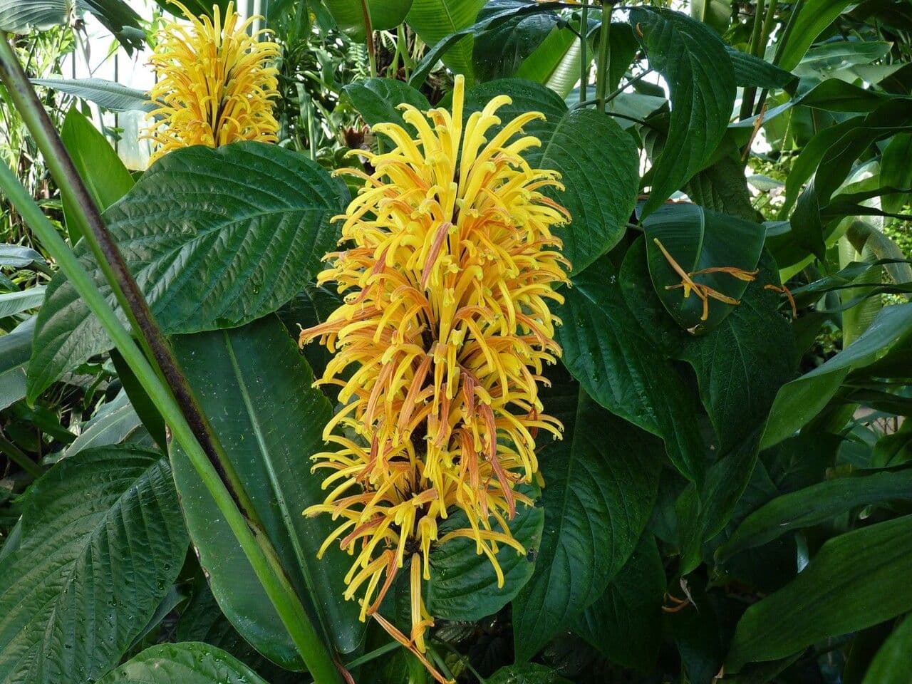 Giustizia dorata 3