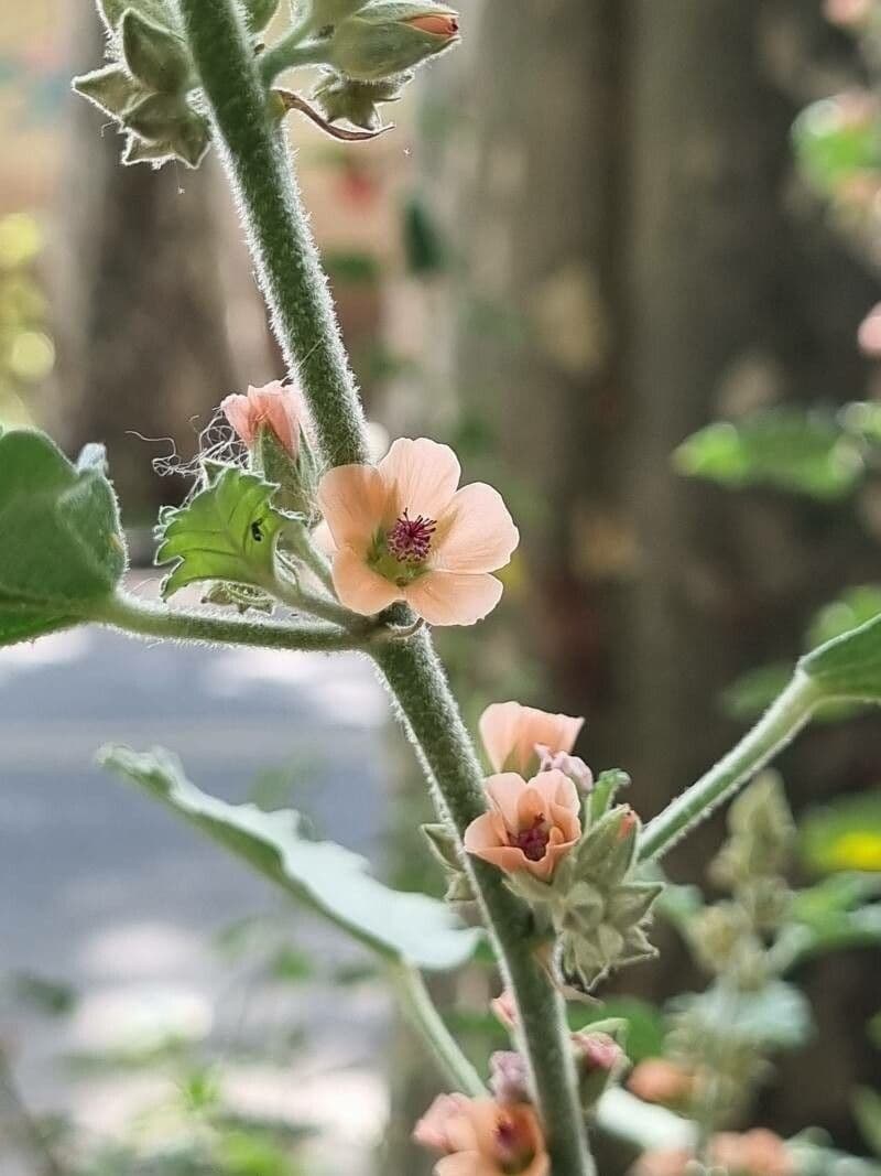 Sphaeralcea 2