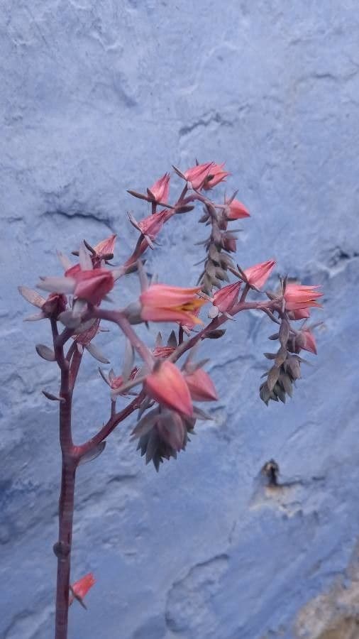 Echeveria 6