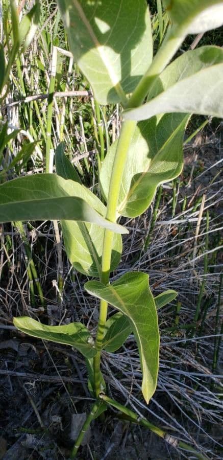 Asclepias 17