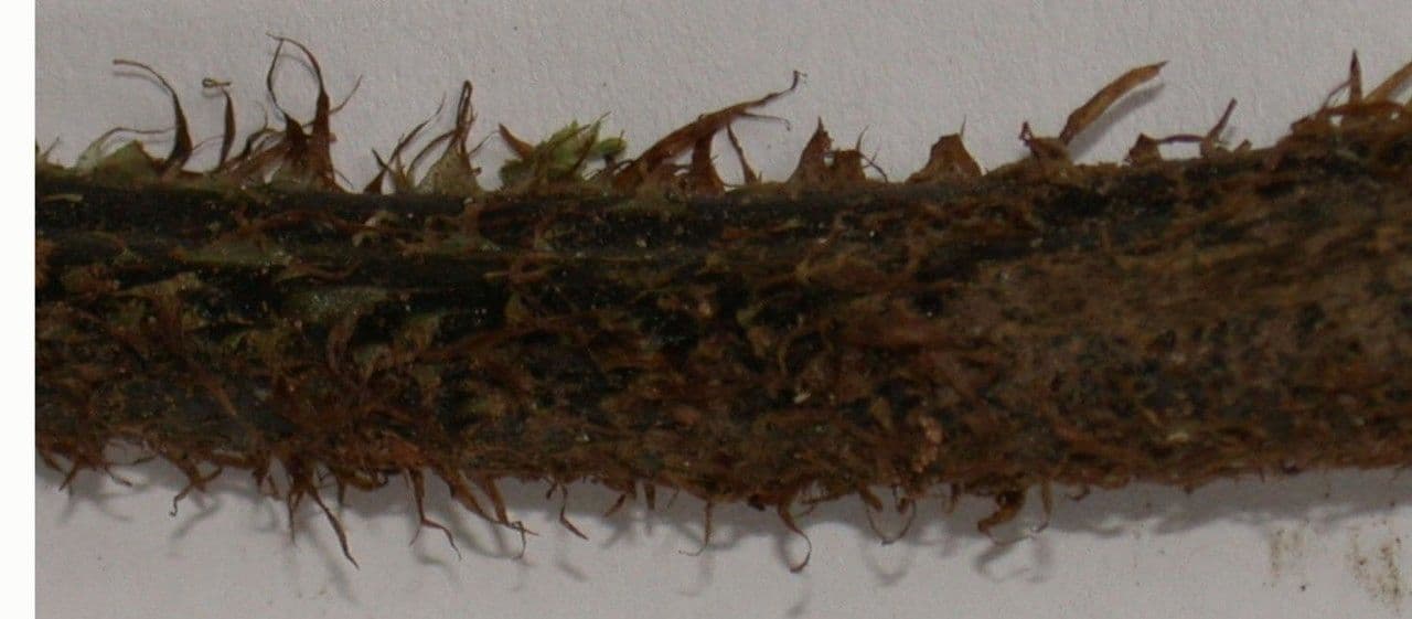 Hypoderris 8