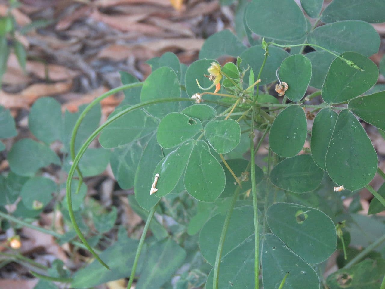 American sicklepod
