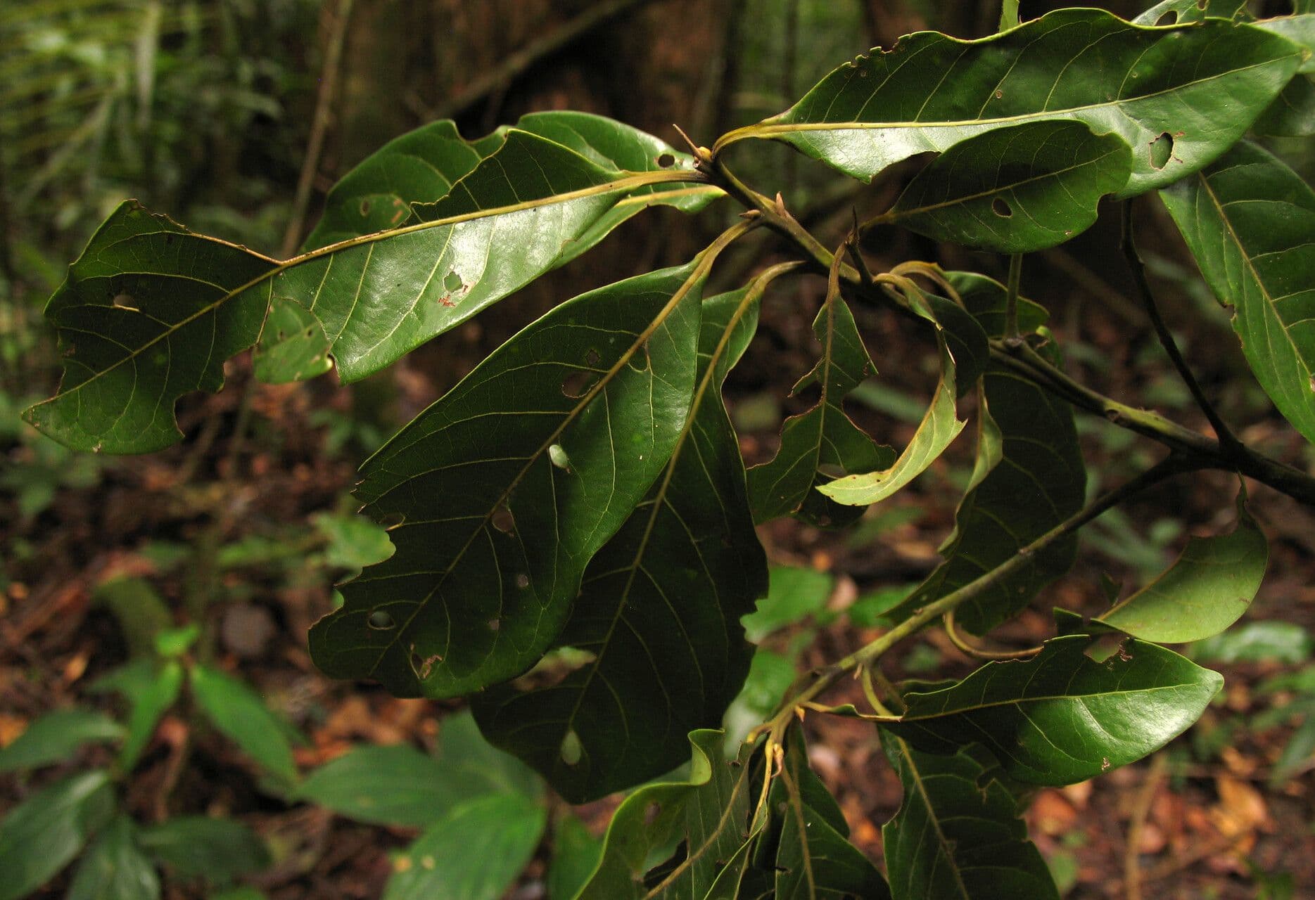 Laurel espada 11