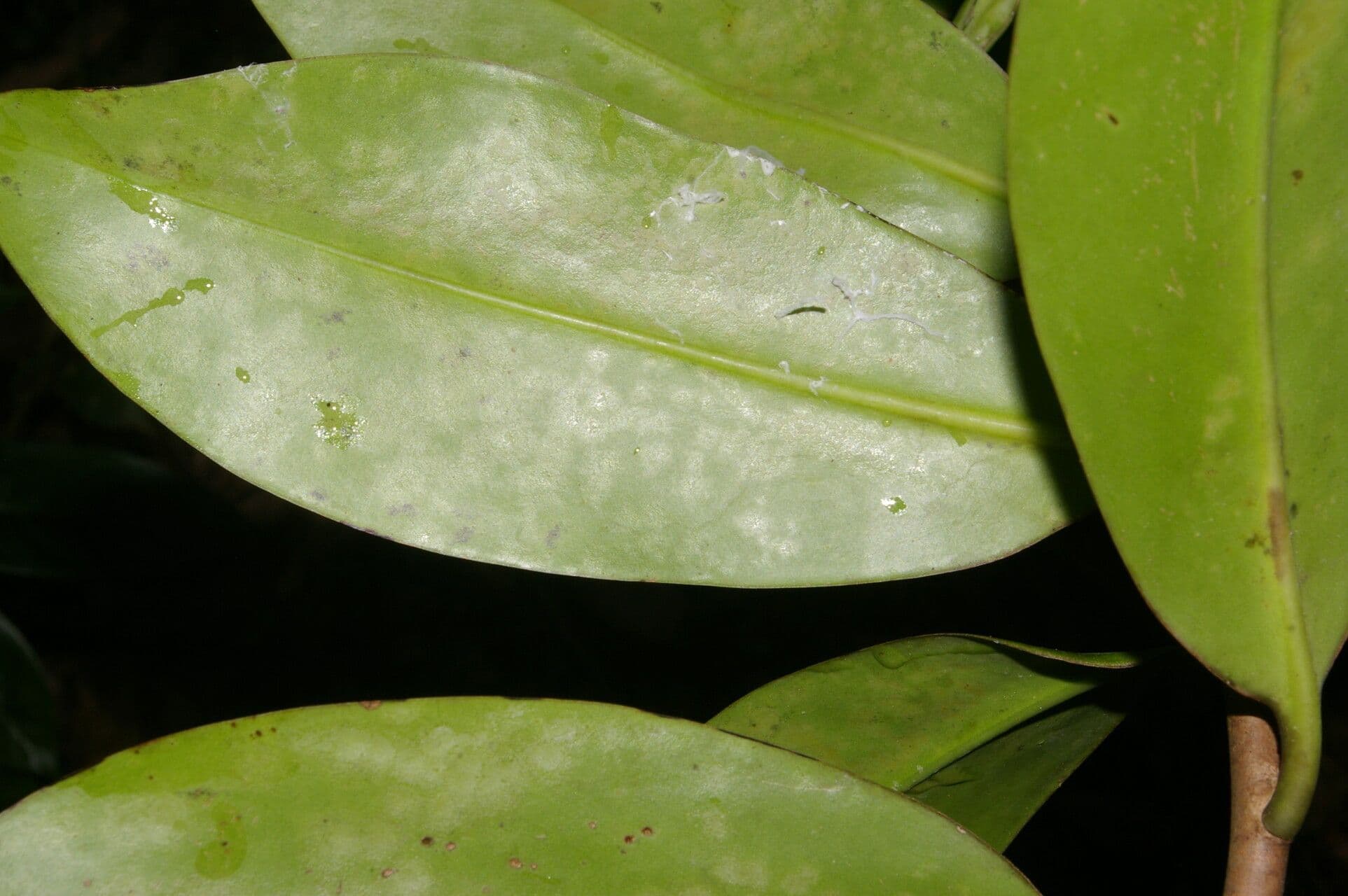 Souroubea 14