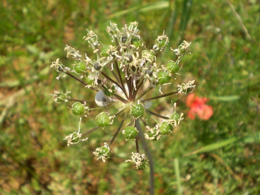 Aglio di Cyril 2