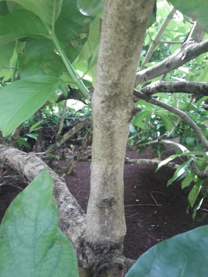 Vangueria madagascariensis 22
