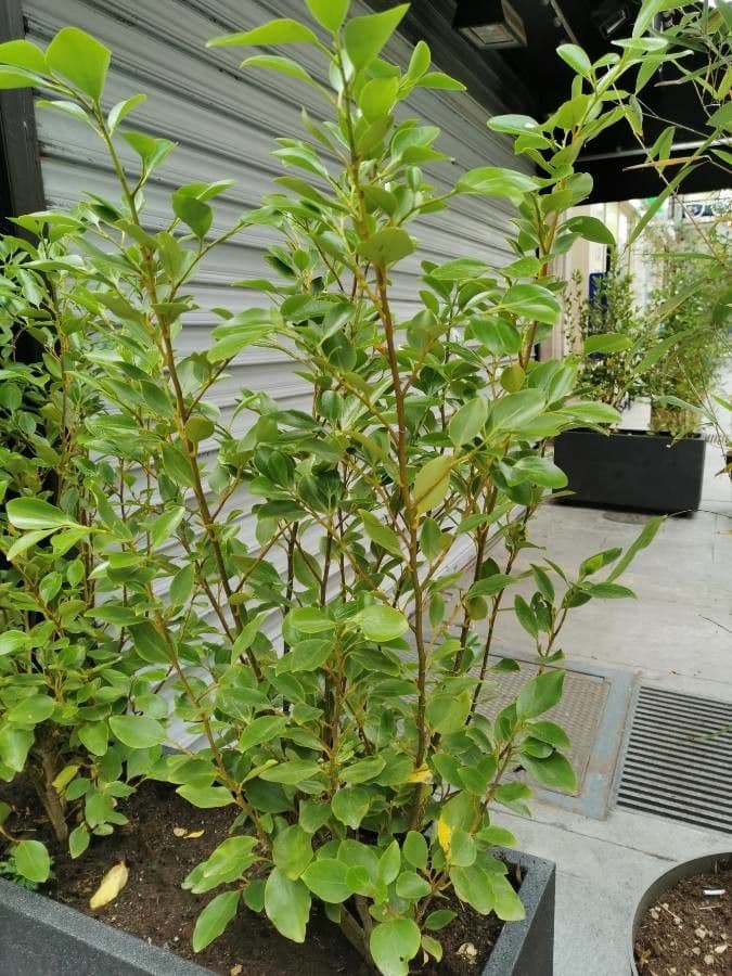 Griselinia 10