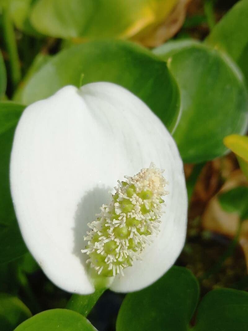 Calla di palude 10
