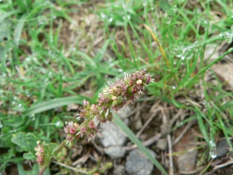 Komosa strzałkowata 7