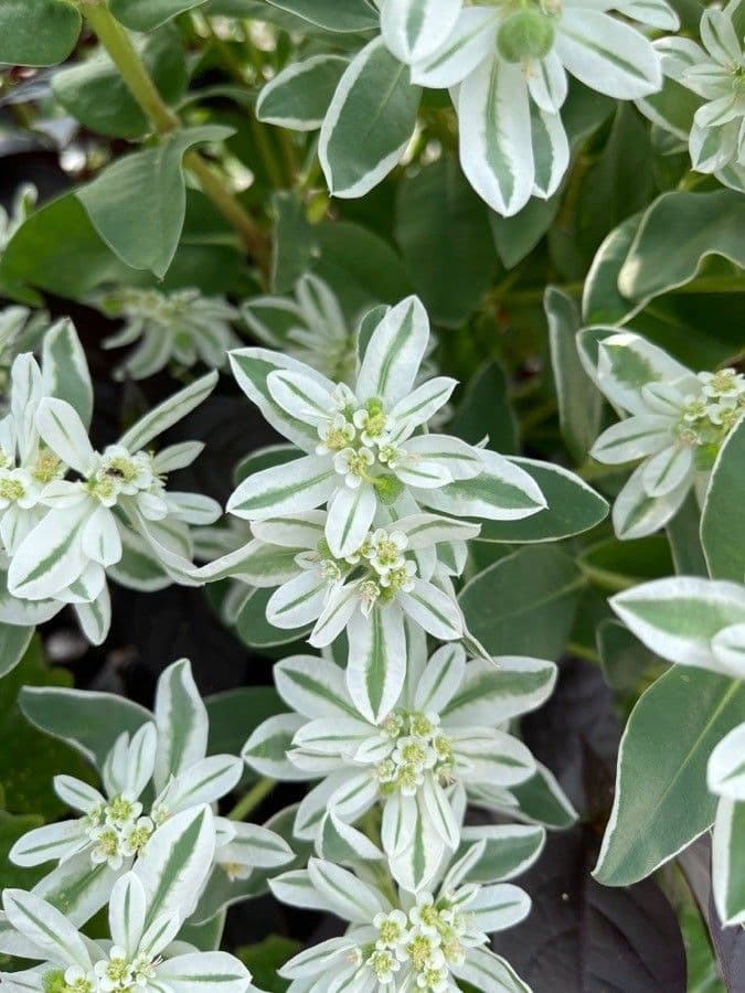 Euforbia marginata 26