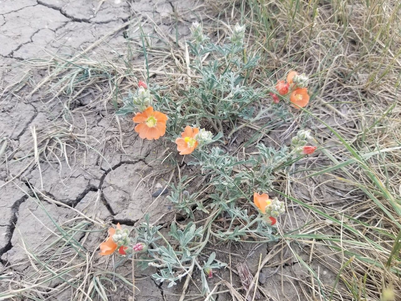 Sphaeralcea 10