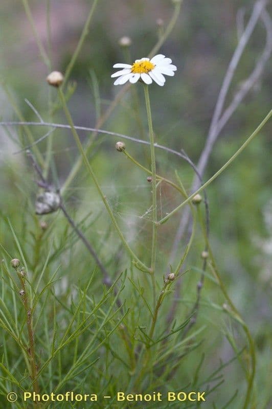 Argyranthemum 7