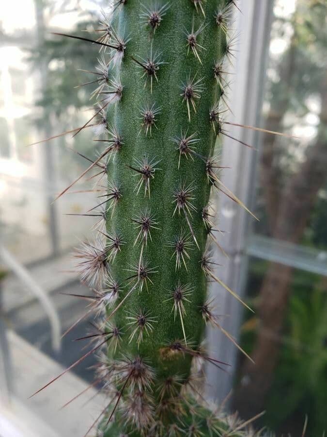 Cactus di Baumann 13