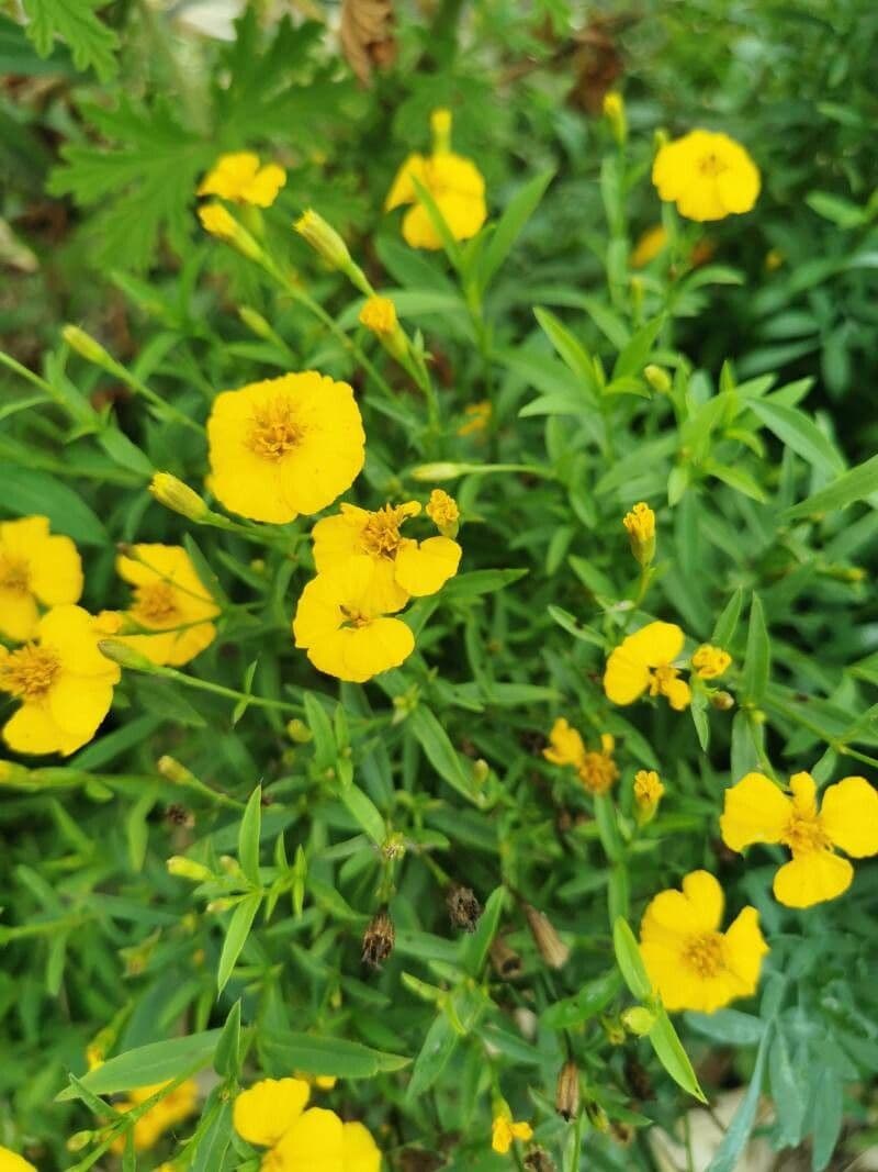 Tagetes 2