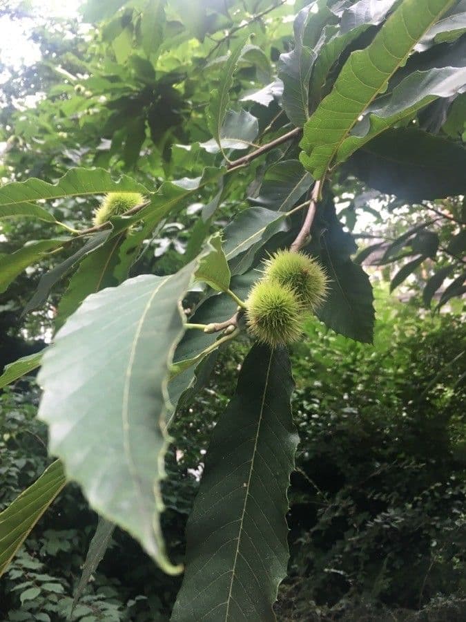 Castagno americano 4