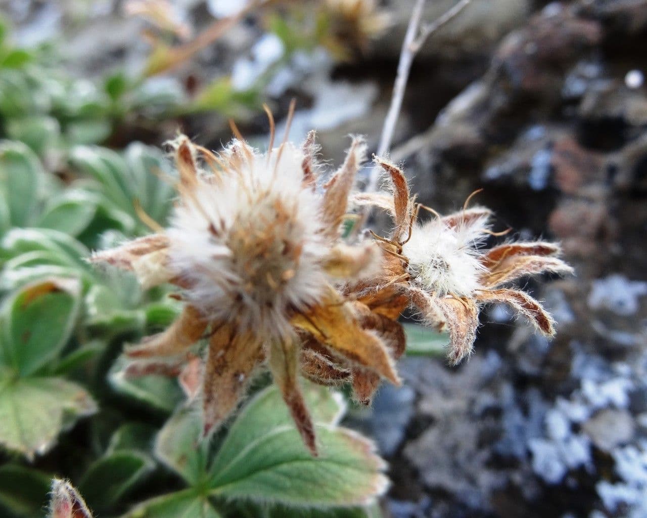 Schneehügel Fingerkraut