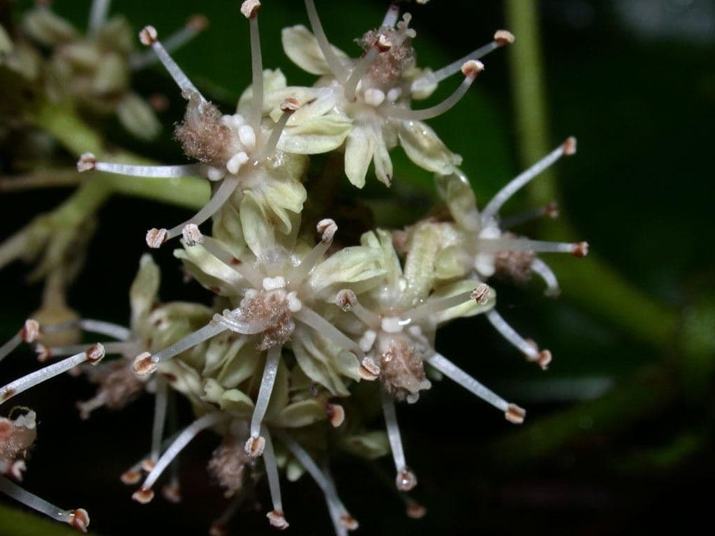 Dichapetalum 2