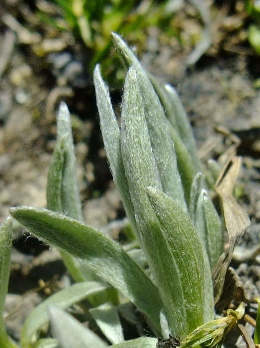 Gnaphalium nano 21