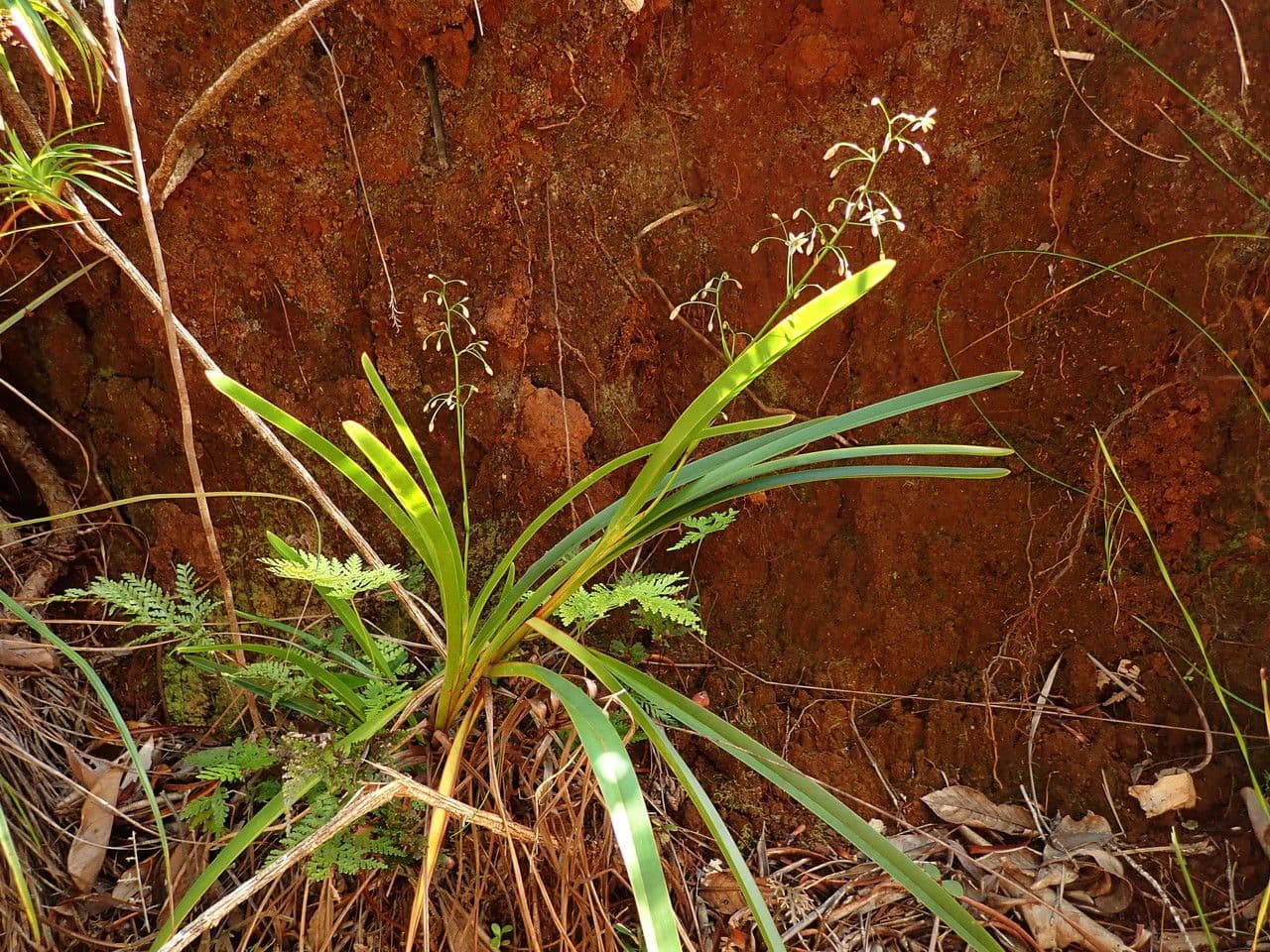 Dianella 11