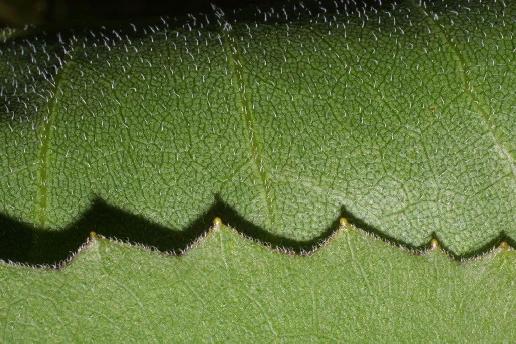 Silfium terpentýnové 26