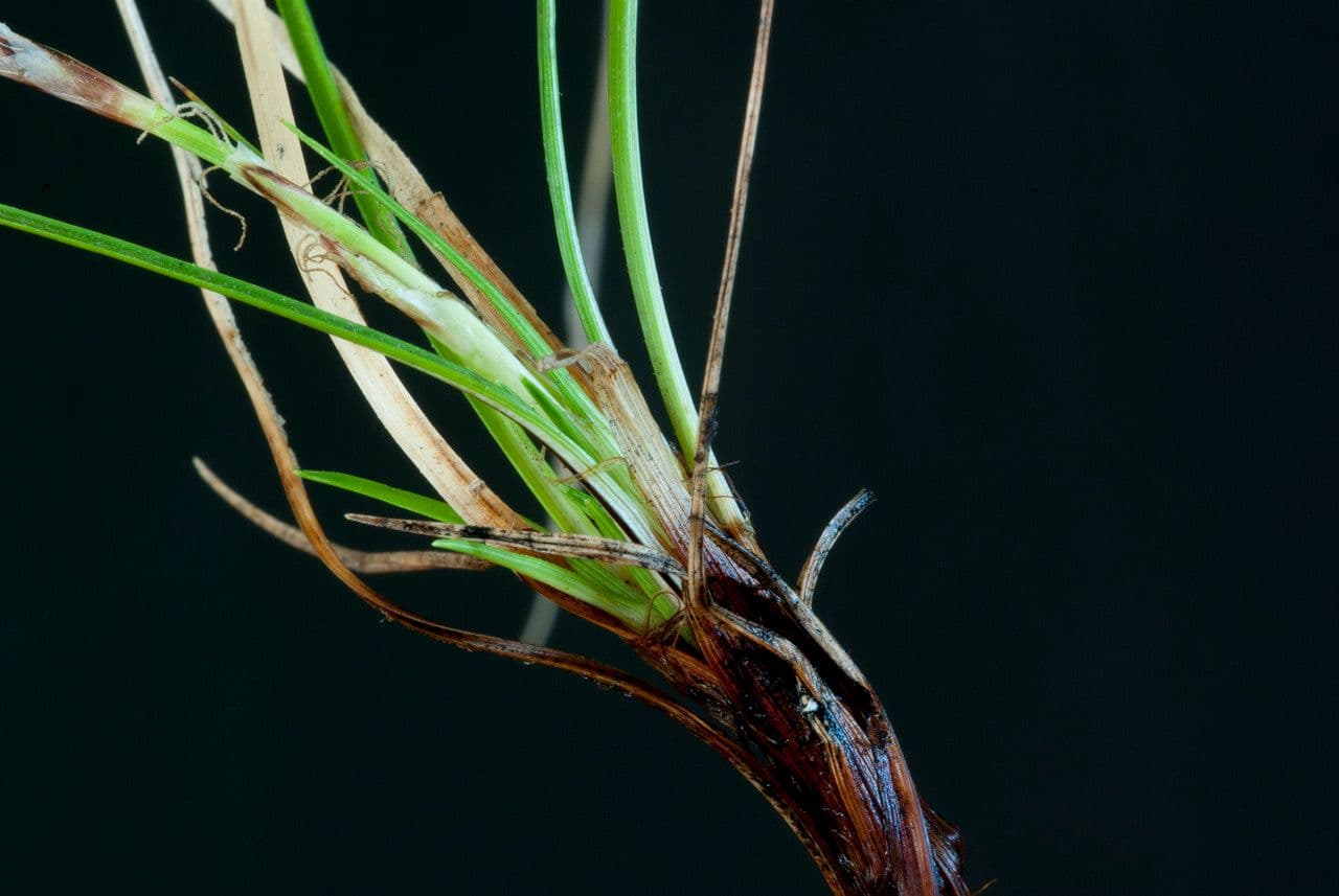 Dwarf sedge 20