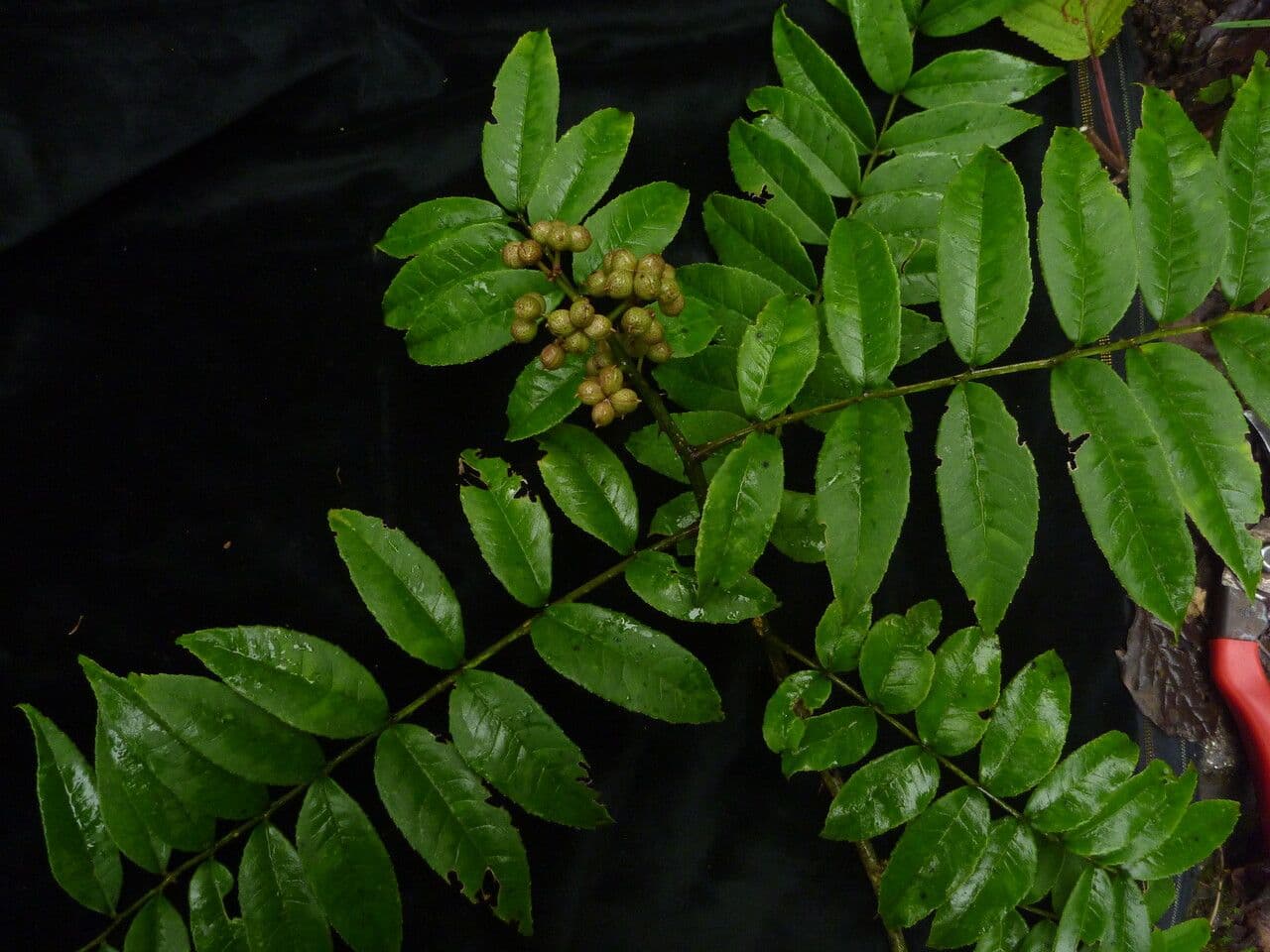 Zanthoxylum 5