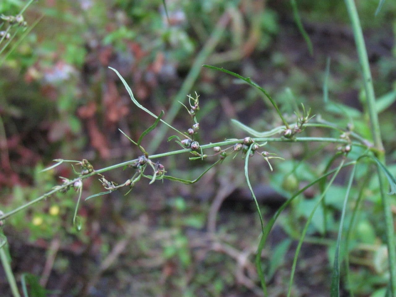 Cicuta bulbífera 7