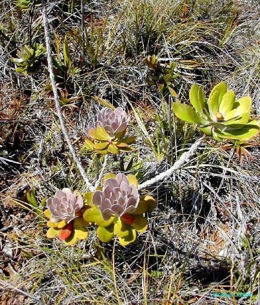 Melaleuca 12
