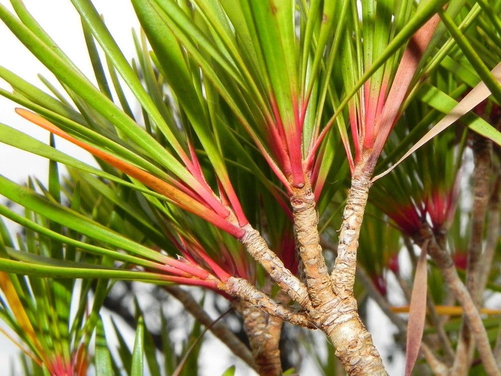 Melaleuca 10