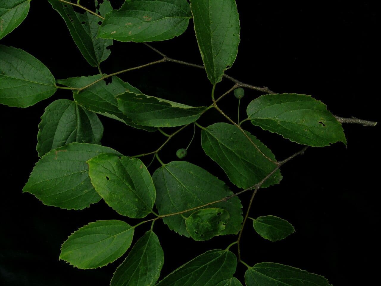Celtis 2