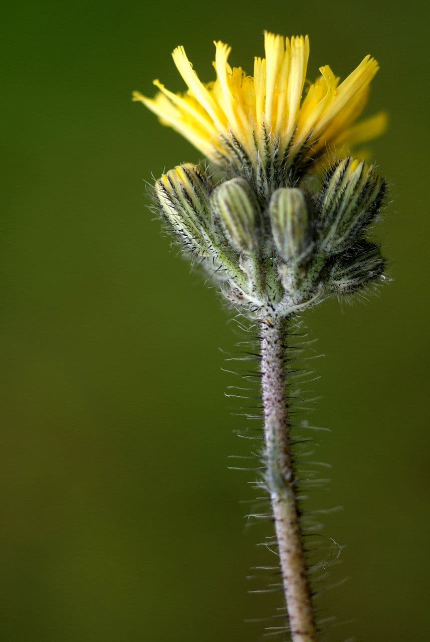 Pilosella caespitosa 3
