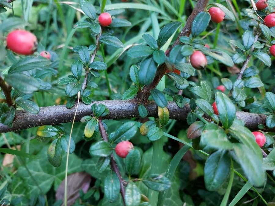 Cotoneaster 24