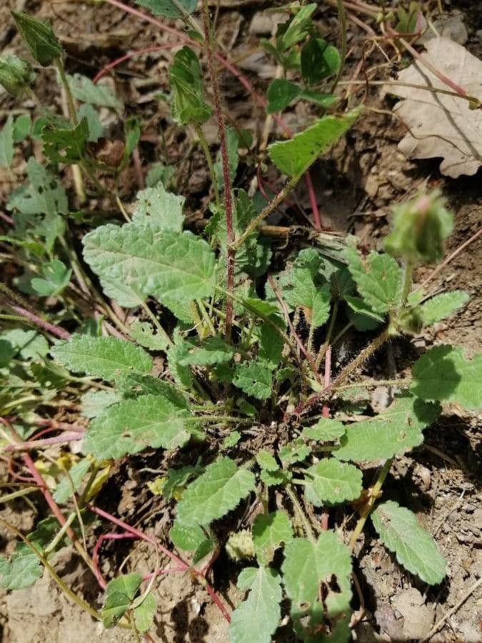 Malope malacoides 16