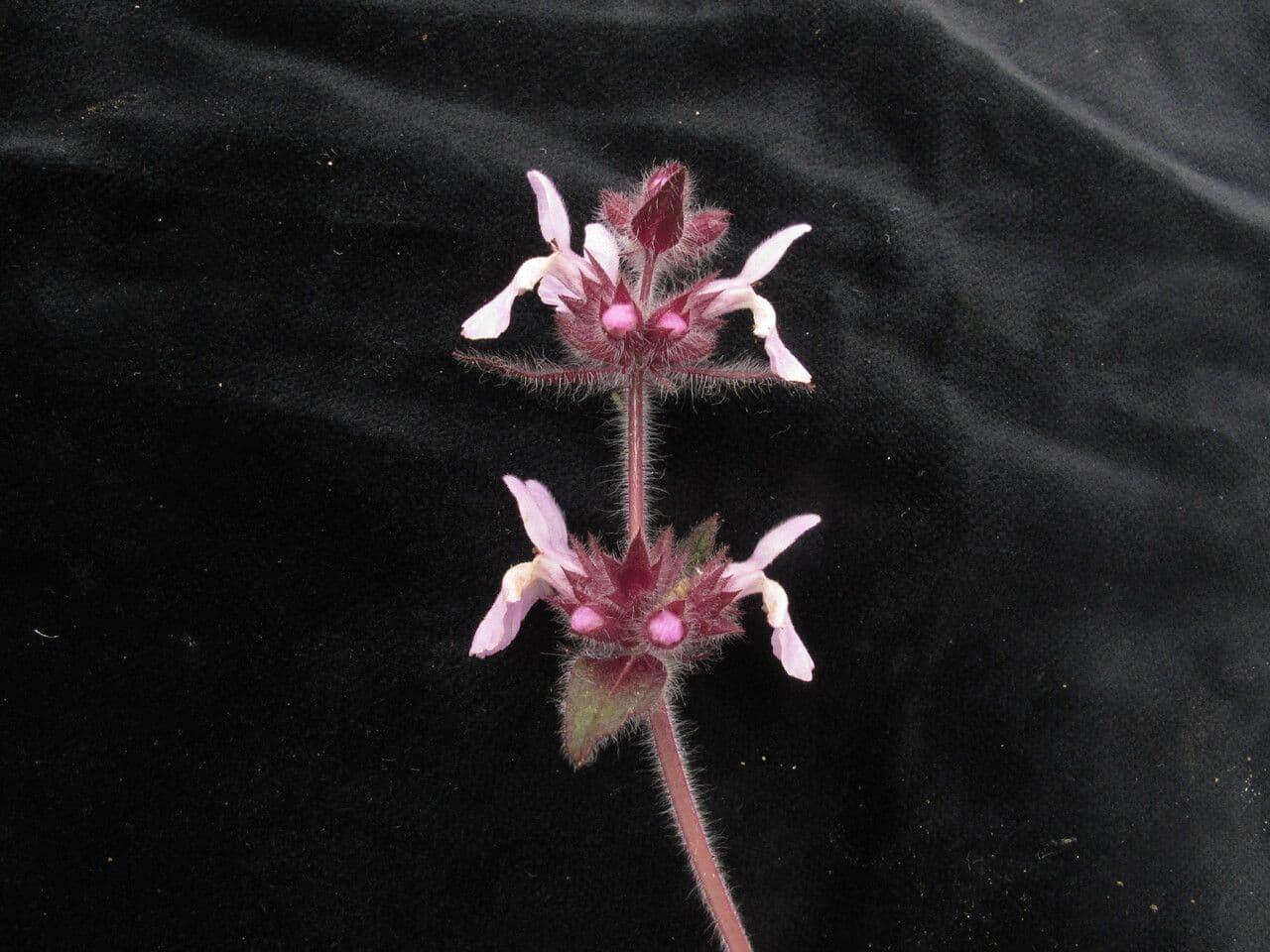 Stachys rigida 4