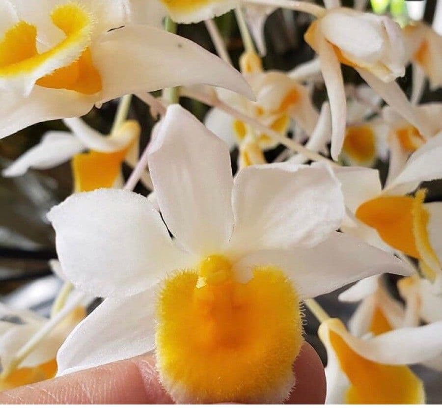 Dendrobium 3