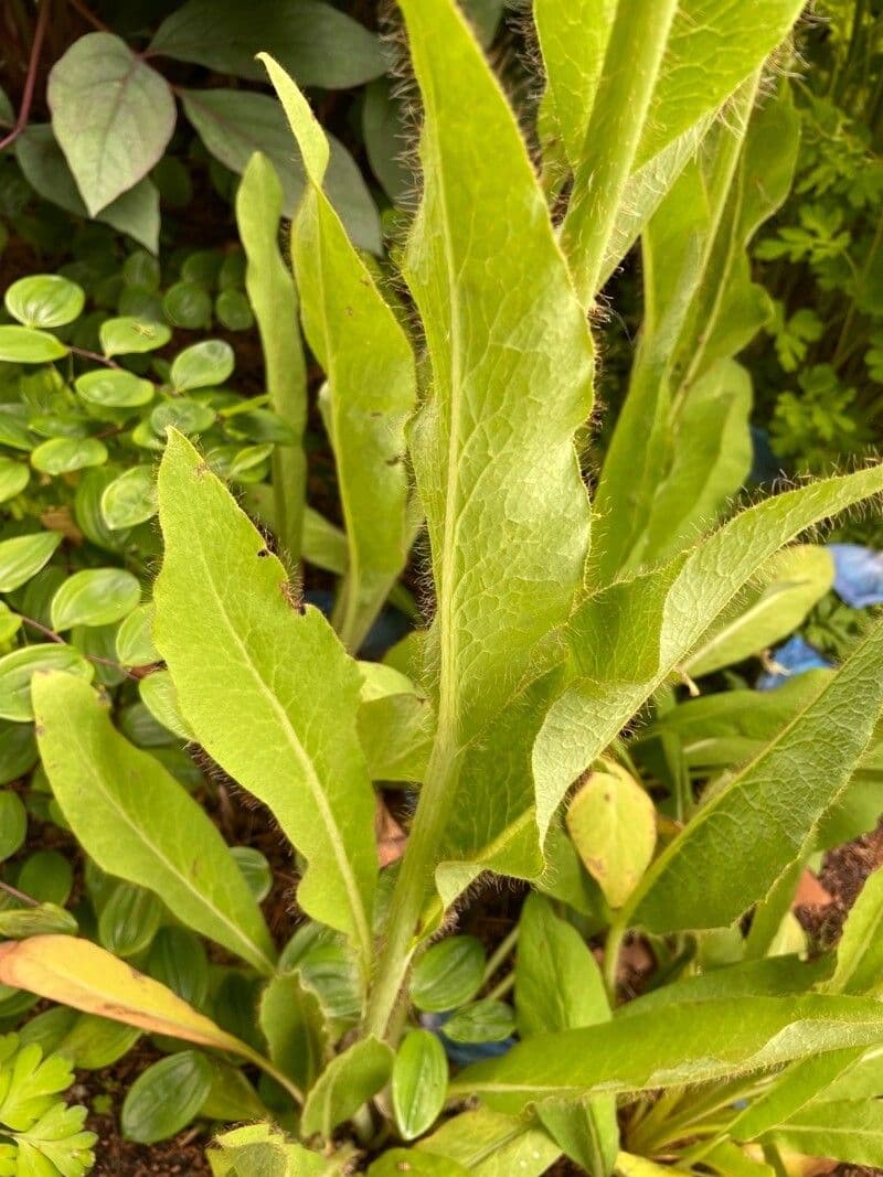 Papavero asiatico 11