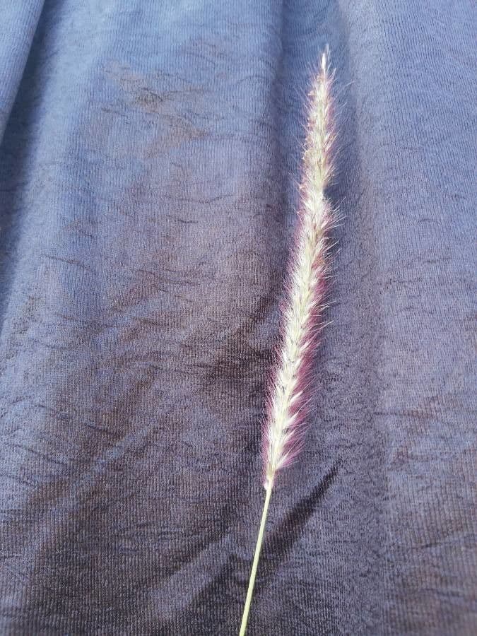 Setaria minore 6