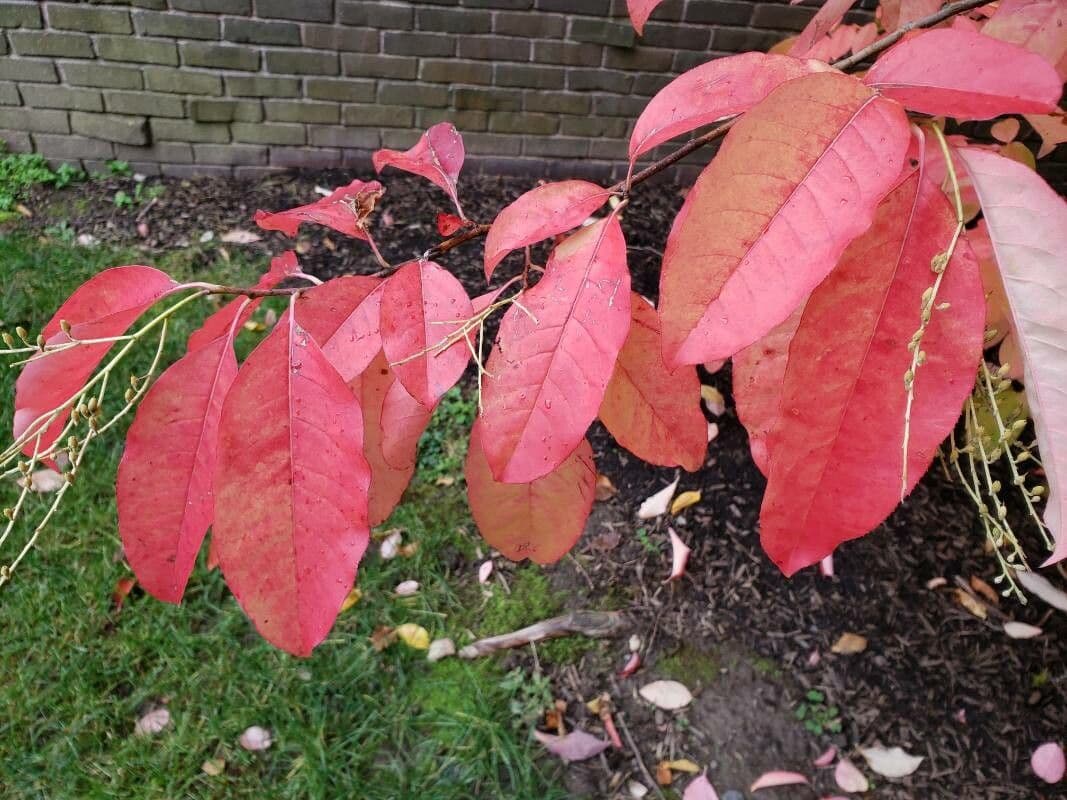 Oxydendrum 19