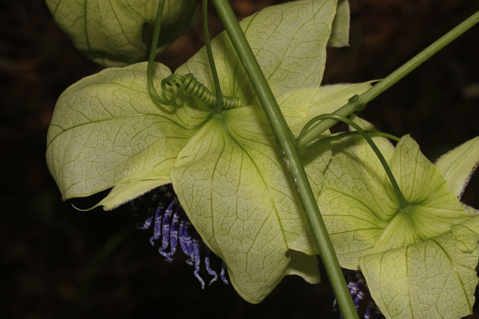 Passiflora 8