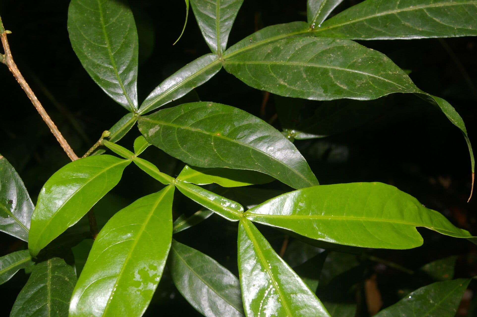 Inga 12